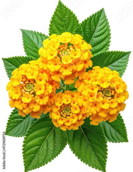 Obraz Close-up of vibrant yellow flowers with lush green leaves