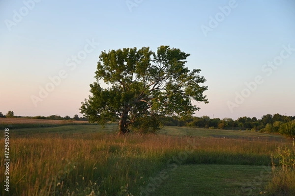 Obraz Oak Tree in a Field