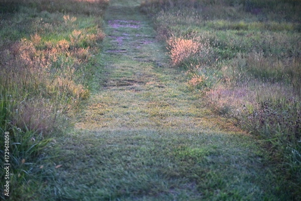 Obraz Mowed Path in a Field