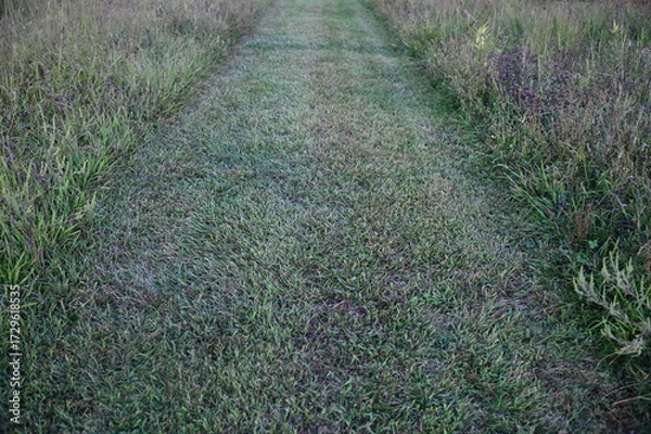 Obraz Mowed Path