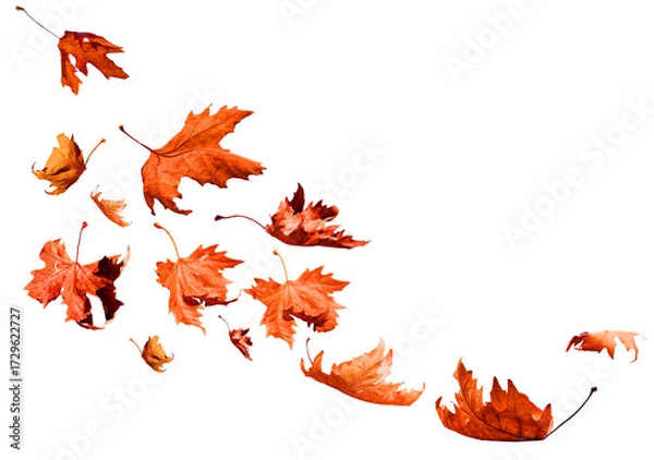 Fototapeta leaf one falling flying in autumn saason isolated for background