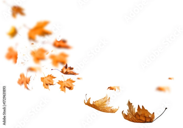 Fototapeta leaf one falling flying in autumn saason isolated for background