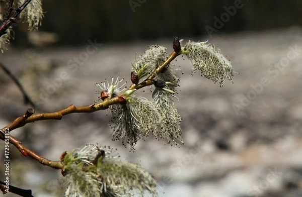 Fototapeta Close-up of Catkins in Beartooth Mountains, Montana