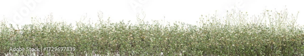 Fototapeta White chamomile flower field in nature with isolated on transparent background - PNG file, 3D rendering illustration
