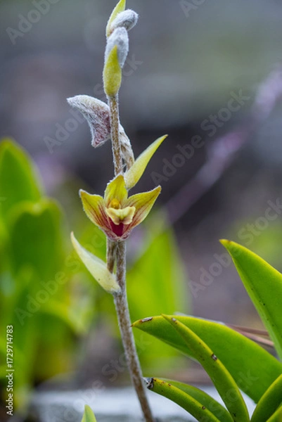 Fototapeta close up Shaggy Petaled 