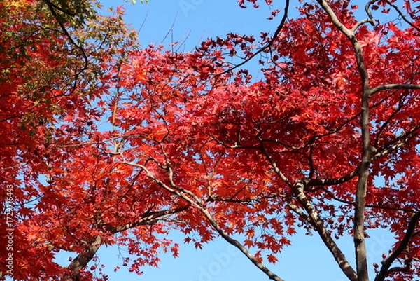 Obraz 紅葉した木と青空の風景