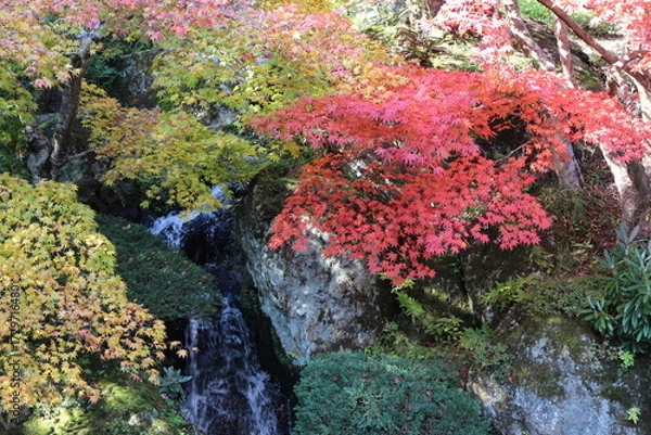 Obraz 箱根美術館の庭園内の小さな滝と紅葉した木の風景