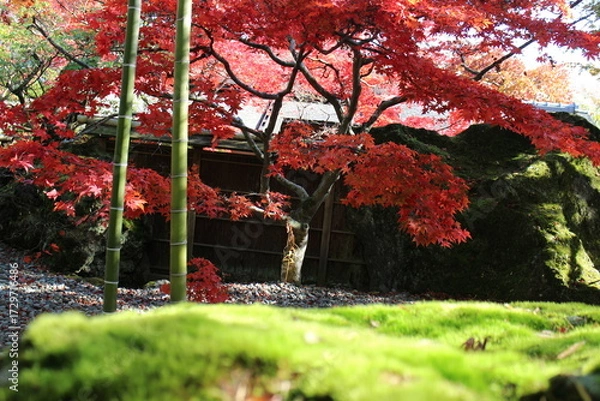 Obraz 箱根美術館の庭園内のコケと紅葉した木々の風景
