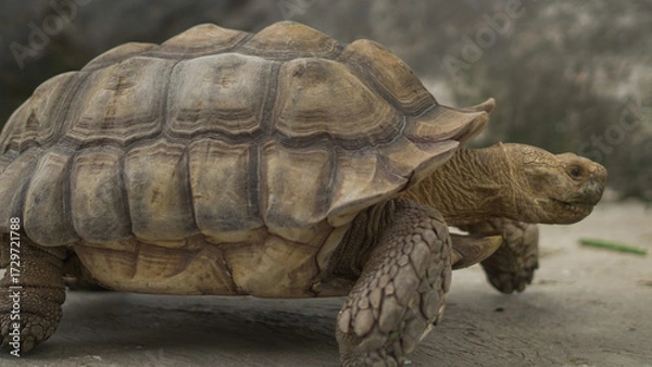 Fototapeta Closeup of tortoises feeding on leafy greens and tomatoes, exotic reptiles enjoying healthy vegetarian meal in wildlife habitat