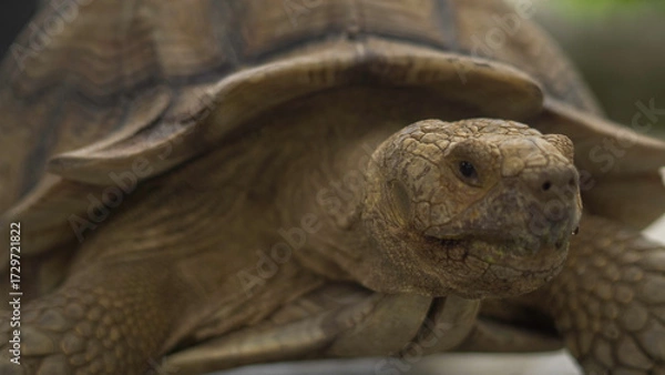Fototapeta Closeup of tortoises feeding on leafy greens and tomatoes, exotic reptiles enjoying healthy vegetarian meal in wildlife habitat