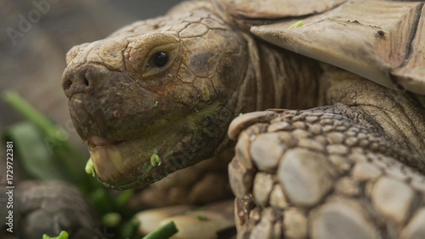 Fototapeta Closeup of tortoises feeding on leafy greens and tomatoes, exotic reptiles enjoying healthy vegetarian meal in wildlife habitat