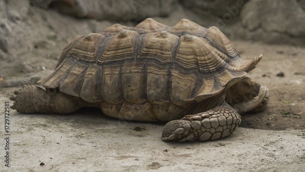 Fototapeta Closeup of tortoises feeding on leafy greens and tomatoes, exotic reptiles enjoying healthy vegetarian meal in wildlife habitat