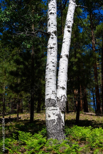 Obraz White double tree trunk, highlighted by the sun, with ferns growing below and ponderosa pine tree forest in the background, north rim Grand Canyon National Park, Arizona
