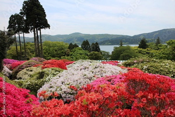 Obraz 箱根の芦ノ湖沿いにある山のホテルのつつじの庭園と湖の風景