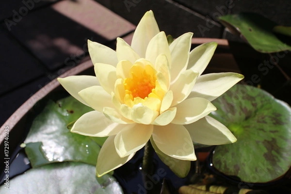 Obraz 薄い黄色の葉のきれいなスイレン