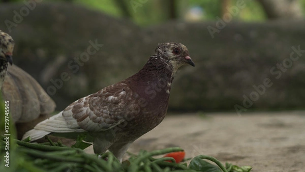 Fototapeta White pigeon standing on the ground with natural outdoor background, peaceful bird symbol of purity and freedom captured in wildlife photography