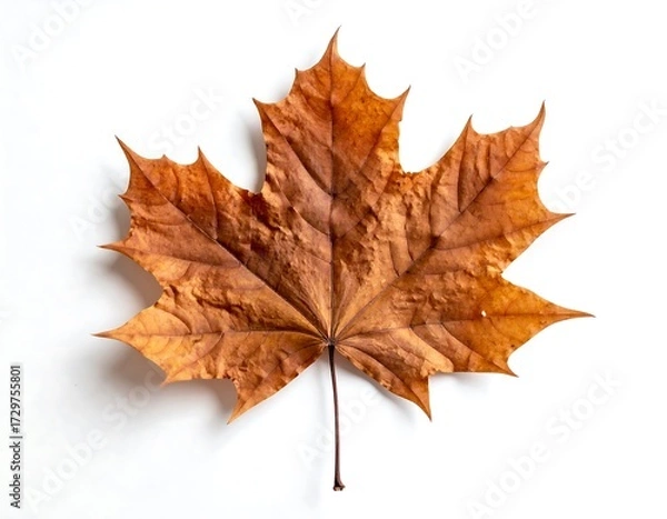 Obraz Autumn leaf on white background