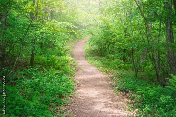 Obraz 緑の森を抜ける小道