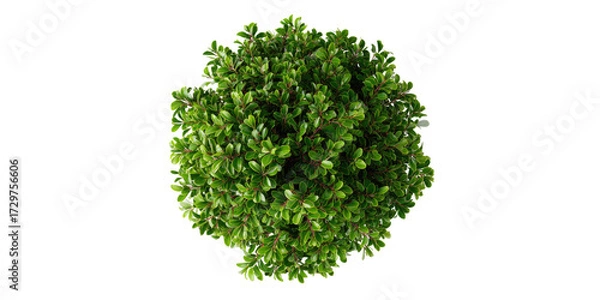Fototapeta Dense, round shrub with vibrant green foliage