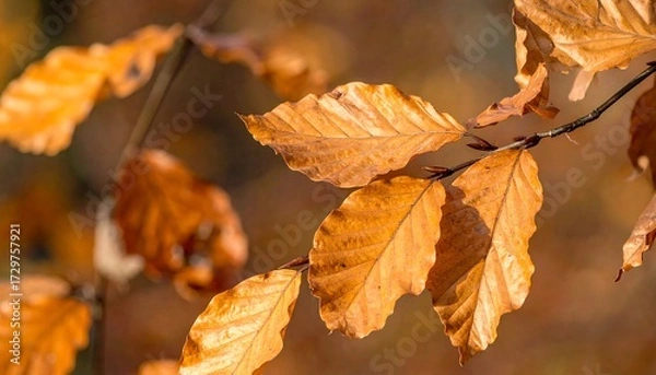 Obraz Autumn leaves on a branch