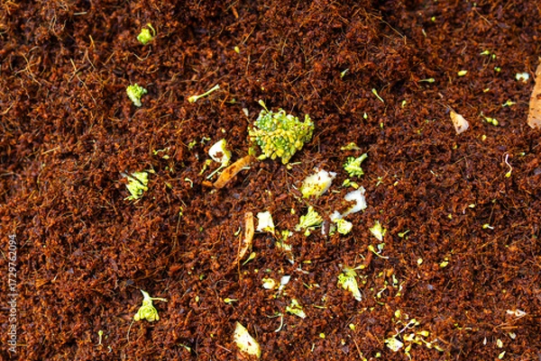 Fototapeta Top view view brown husk pulp, coir rich soil background. Perfect for themes around agriculture, nature, planting, and home gardening.