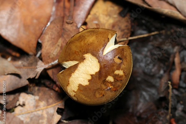 Fototapeta 肥沃な林内落葉土壌、成長段階で裂けてしまったイグチ科キノコのカサ頭頂部（自然環境下菌界マクロ撮影）