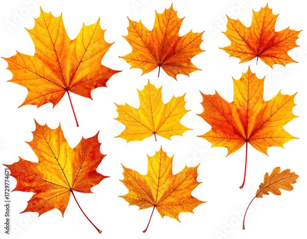 Fototapeta Autumnal maple leaves against black background