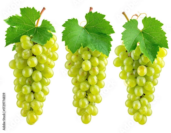 Obraz Three bunches of green grapes