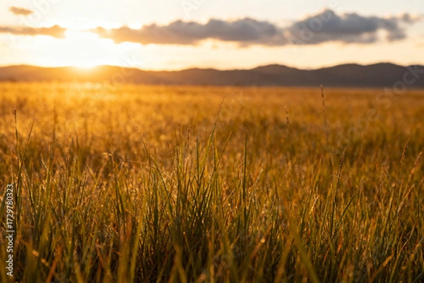 Fototapeta Golden field of tall grass at sunset with distant mountains and soft clouds in the sky