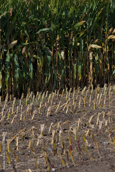 Fototapeta A cornfield shows the distinct contrast between the freshly harvested stubble in the foreground and a dense row of tall corn stalks still standing behind it.