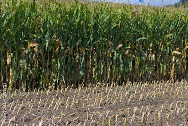 Fototapeta A cornfield shows the distinct contrast between the freshly harvested stubble in the foreground and a dense row of tall corn stalks still standing behind it.