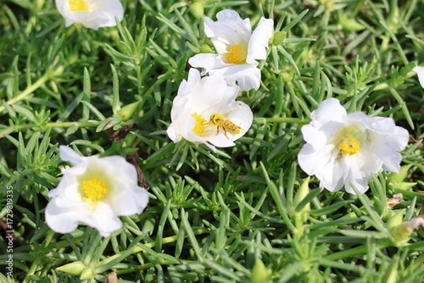 Obraz 風邪そよぐ、白い松葉ボタンの花にミツバチがいます。