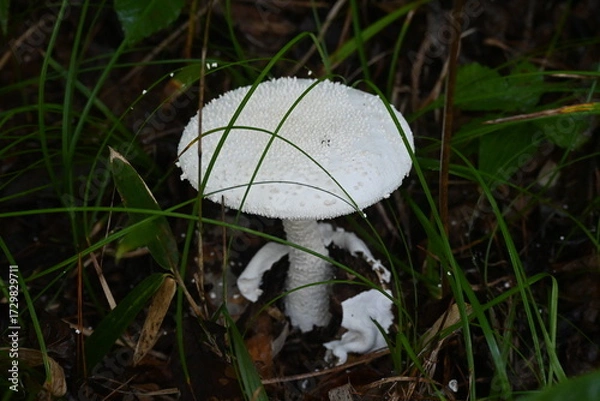 Fototapeta シロオニタケ