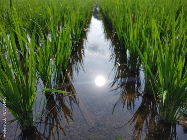 Fototapeta Young rice plants growing in the watery paddy fields, with reflections of the blue sky and sunlight.
