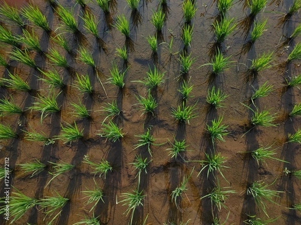 Fototapeta Rows of neatly arranged young rice plants in the muddy fields form a beautiful natural symmetrical pattern.