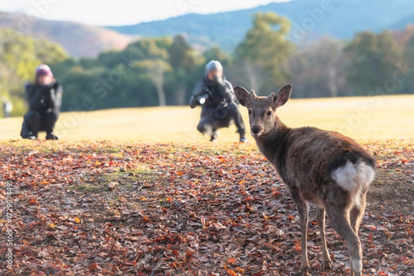 Obraz 紅葉の奈良公園の鹿、カメラマンに写真を撮られる