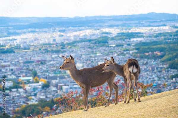 Obraz 紅葉の奈良公園の鹿、若草山の山頂より見える奈良の景色