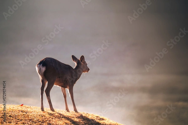 Obraz 紅葉の奈良公園の鹿、光の包まれる