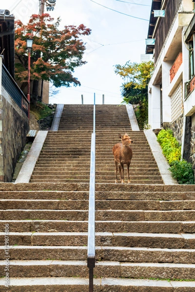 Obraz 紅葉の奈良公園の鹿、観光地を歩く