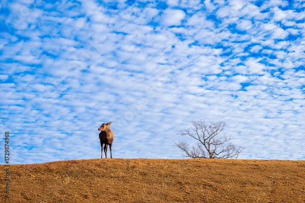 Obraz 紅葉の奈良公園の鹿、太陽の光が美しい
