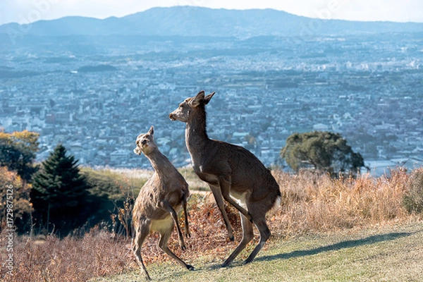 Obraz 紅葉の奈良公園の鹿、若草山の山頂より見える奈良の景色