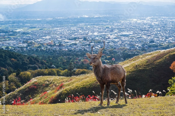 Obraz 紅葉の奈良公園の鹿、若草山の山頂より見える奈良の景色