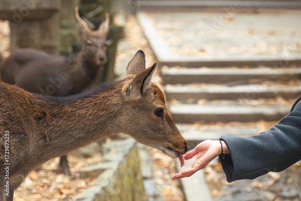 Obraz 紅葉の奈良公園の鹿、餌を貰って食べる