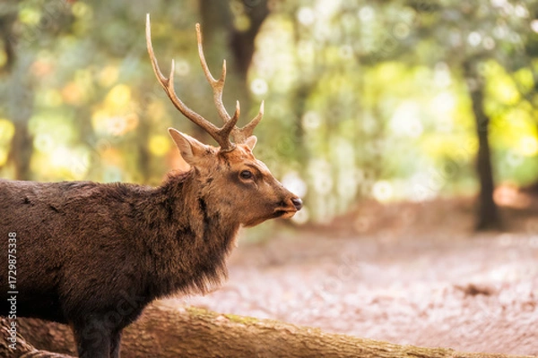 Obraz 紅葉の奈良公園の鹿、角が勇ましい