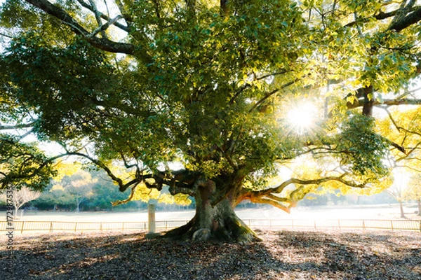 Obraz 奈良公園のシンボルの木、太陽の光が零れてる