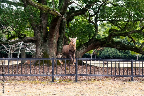Obraz 紅葉の奈良公園の鹿、策を越えてジャンプ