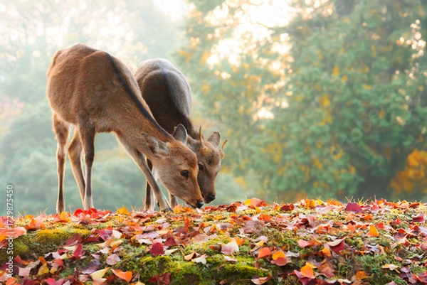 Obraz 紅葉の奈良公園の鹿、太陽の光が美しい