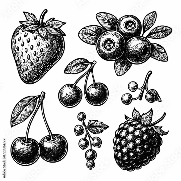 Fototapeta A simple collection set of berries (Strawberry, cranberry, blueberry, blackberry, and currant) with black and white vintage design. 