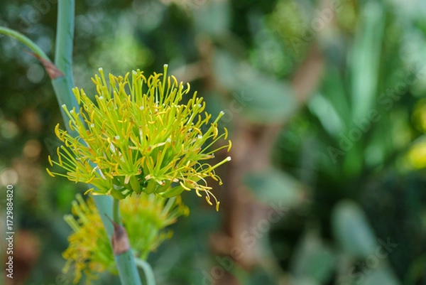 Obraz Close-up photo of a green blooming flower of Agave potatorum var.