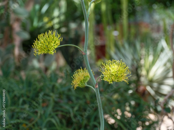 Obraz Close-up photo of a green blooming flower of Agave potatorum var.